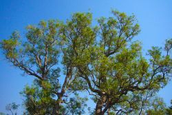 Albero tropicale Darwin