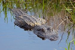 Alligatore sul lago Myakka vicino a Sarasota ...