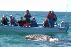 Una Balena nel Bassa california del Sud, Messico - Foto di Giulio Badini