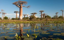 L'inconfondibile paesaggio del Madagascar ...