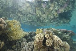 Barriera Corallina a Ras Mohammed: questo reef protetto del Mar Rosso è famoso per ospitare oltre 1.200 specie di pesci - © Mark Doherty / Shutterstock.com