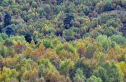 Boschi di Mestia in Autunno, Georgia nord-occidentale