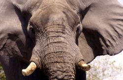 Botswana elefante africano - Foto Giulio badini