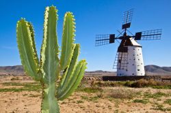 Cactus e mulino a vento a Fuerteventura. Il vento è una delle caratteristiche di Fuerteventura e bene lo sanno gli appassionati di wind e kite surf che amano molto le spiagge di questa ...