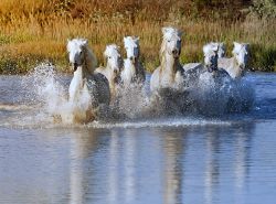 Cavalli bianchi della Camargue Parco regionale del sud della Francia - © Jeanne Provost
/ Shutterstock.com