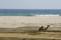 In Oman il deserto arriva a toccare il mare, ecco un cammello sulla spiaggia - Copyright Ufficio del Turismo del Sultanato dell'Oman