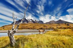 Il mutevole cielo della Patagonia con guanaco incorniciato dalle montagne del Torres del Paine in Cile - © Pichugin Dmitry / Shutterstock.com