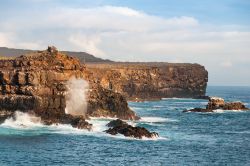 Un tratto di costa rocciosa sull'isola Espanola, conosciuta anche con il nome di Hood. Chiamata così in onore della Spagna e di un nobile inglese, quest'isola ha un'area di ...