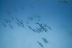 Delfini a nord di Berenice: immersioni a Sataya, nel Mar Rosso meridionale dell'Egitto - © Anna segeren / Shutterstock.com