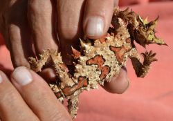 Dettaglio  di un Thorny Devil  dell'Australia, incontrato lungo la strada per Ayers Rock - sembra una creatura aliena, quasi uscita da un film della serie Man in Black, in realtà ...