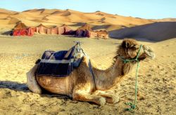 Dromedario e campo tendato beduino nel Sahara: sullo sfondo il profilo dell'Erg Chebbi il campo delle dune di Merzouga nel Marocco - © Chantal de Bruijne / Shutterstock.com
