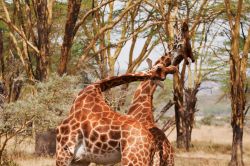Due giraffe di Rothschild nella savana della Rift Valley in Kenya. I due maschi si contendono la supremazia del territorio e sulle giraffe femmine di questa porzione di savana - © Alan ...