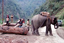 Elefante Arunachal Pradesh - Foto di Giulio Badini