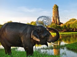 Elefante fa il bagno davanti ai templi di Ayutthaya in Thailandia - © Kenneth Dedeu / Shutterstock.com