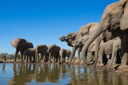 Elefanti si abbeverano in una pozza d'acqua in un parco naturale del Botswana, Africa.
