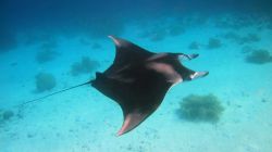 Escursione in cerca di mante a Bonaire - © Isabelle Kuehn / Shutterstock.com