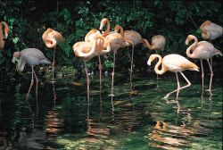 Fenicoteri si nutrono in una laguna costiera della regione di Barahona, nel Sud ovest della Repubblica Dominicana - © Dominican Repubblic Ministry of Tourism