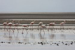 Fenicotteri della Tanzania: ci troviamo nella zona del Natron lake, uno dei laghi alcalini dell' Africa - © Pierre-Jean Durieu / Shutterstock.com