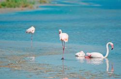 Fenicotteri nello Stagno di Molentargius, l'area umida adiacente alla città di Cagliari - © Gabriele Maltinti / shutterstock.com