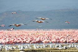 Pellicani in volo e fenicotteri sul Lake Nakuru. ...