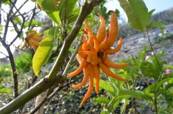 Fiore nel giardino di Villa della Pergola ad Alassio