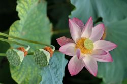 Fiore di loto nel lago dell'Ovest, il famoso bacino di Hangzhou in Cina