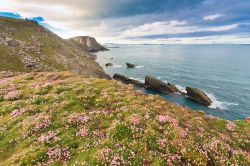 Fioritura a Sumburgh Head, il capo meridionale dell'isola di MainLand nell'arcipelago delle Isole Shetland in Scozia - © aiaikawa / Shutterstock.com