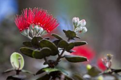 Fioritura nel Parco Nazionale dei Vulcani dell'Isola di Hawaii: l'Hawaii Volcanoes National Park, istituito nel 1916, è Riserva della biosfera e Patrimonio dell'UNESCO e vanta ...