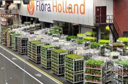 Floraholland a Naaldwijk (Olanda): magazzino spedizione fiori. 
