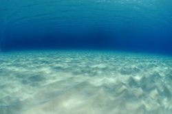 Fondale Marino a Ibiza, Baleari - Copyright foto ...