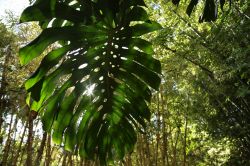 Giardini Majorelle a Marrakech, Marocco - Un particolare del complesso di giardini botanici e paesaggistici che si trovano nella città imperiale marocchina. Progettato dall'artista ...