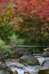 Giardino Giapponese in autunno a Merano, Giardini  di Sissi - cortesia foto www.trauttmansdorff.it