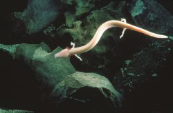 Grotte di Postumia il proteo, un magnifico esempio di fauna ipogea all'interno delle cavità carsiche più famose della Slovenia - Cortesia foto www.postojnska-jama.eu