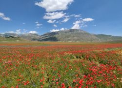 La fioritura 2023 del Piano Grande di Castelluccio di Norcia.