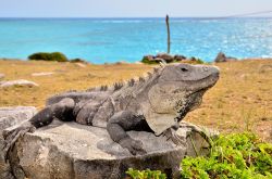 Una Iguana si riposa al sole sulle rovine Maya di Tulum in Messico - © Elzbieta Sekowska / Shutterstock.com