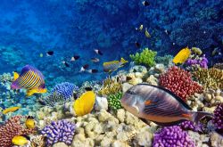 Immersione sul reef a Sharm el Sheikh: siamo nelle acque del Mar Rosso settentrionale, lungo la Penisola del Sinai, dove si trovano alcuni tratti di barriera corallina tra i più belli ...