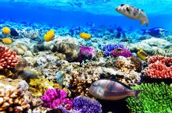 Immersioni ad Hurghada, nel Mar Rosso. Qui si trovano alcuni dei tratti più spettacolari di barriera corallina dell'Egitto - © Brian Kinney / Shutterstock.com