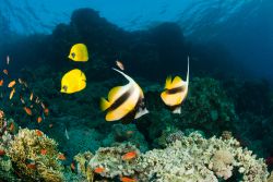 Immersioni a Ras Mohammed, il parco nazionale del Sinai nel Mar rosso - © FAUP / Shutterstock.com