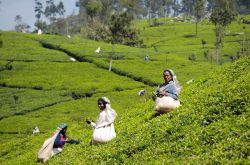 La raccolta del te in Sri Lanka - Foto di Giulio Badini