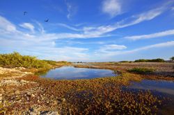 Un lago salato sull'isola di Bonaire - © Kjersti Joergensen / Shutterstock.com