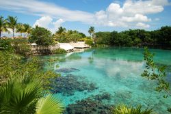 Una laguna d'acqua dolce a cozumel in Messico: si tratta della Laguna di Chankanaab, nell'omonimo Parco Nazionale. Ci troviamo di fronte alla Rivera Maya, in corrispondenza di Playa ...