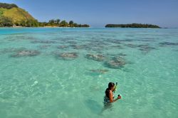 Laguna di moorea: uno squalo nuota a fianco di una bagnante. Siamo in Polinesia Francese nell'isola a fianco di quella di Tahiti