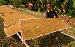 Una fase della lavorazione del tabacco a Nong ...