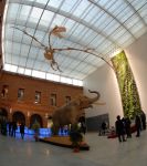 Le Museum d'Histoire Naturelle, Tolosa - © Museum de Toulouse - Frédéric Ripoll