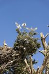 Le cicogne di Chellah: vista la tranquillità delle rovine di questa antica città a pochi chilometri dalla capitale Rabat, le cicogne proliferano in questa zona del Marocco - © ...