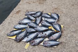 Il mercato di Mindelo (São Vicente): pesce fresco appena pescatoa nel mare di Capo Verde  - © Maria Menshova / Shutterstock.com