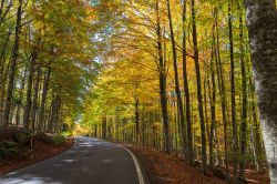 Monte Amiata, strada in autunno, a sud di San ...