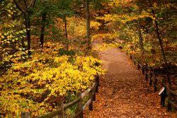 New York Botanical Garden in autunno, Stati Uniti. Tutte le sfumature del giallo e dell'arancione per la vegetazione del giardino boranico della Big Apple
