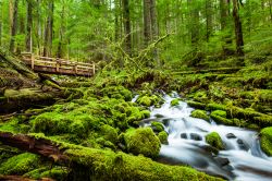 Olympic National Park, stato di Washington, si trova ad ovest di Seattle - © an_khampanya / Shutterstock.com