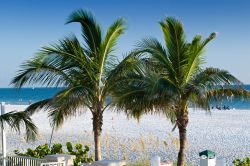 Palme sulla spiaggia di Lido Beach a Sarasota ...